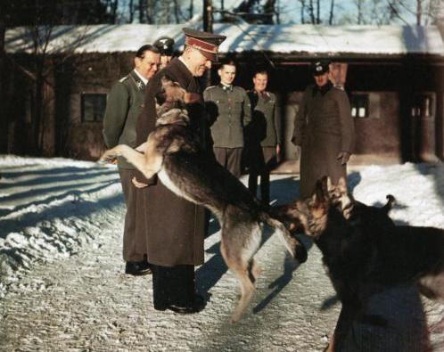 Chính vì vậy, Hitler đã quyết định ăn chay và khinh miệt bất kỳ hình thức ngược đãi động vật nào. Thậm chí, chính quyền Hitler còn thực hiện giáo dục về việc bảo vệ động vật ở các cấp học.