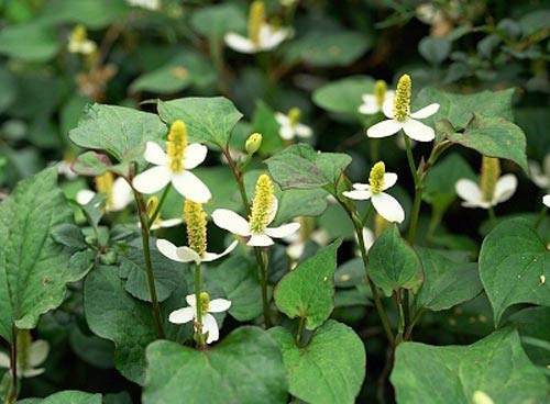 Khi bị trĩ thấy đau nhức hãy dùng rau diếp cá nấu nước, lúc nước sôi già thì đổ ra chậu để xông, khi nước còn ấm, ngâm và rửa kỹ hậu môn. Lại giã diếp cá tươi đắp vào chỗ đau.