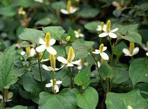 Khi bị trĩ thấy đau nhức hãy dùng rau diếp cá nấu nước, lúc nước sôi già thì đổ ra chậu để xông, khi nước còn ấm, ngâm và rửa kỹ hậu môn. Lại giã diếp cá tươi đắp vào chỗ đau.