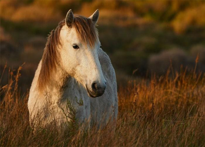 Ai cũng nhìn thấy được là con giáp tuổi Ngọ thường làm việc quên ăn quên ngủ. Đặc biệt là lãnh đạo sẽ đánh giá cao nỗ lực và sự cống hiến hết mình của họ. Vì thế, đón đợi người tuổi Ngọ trong tháng 9 Âm lịch sẽ là thăng quan, tiến chức.