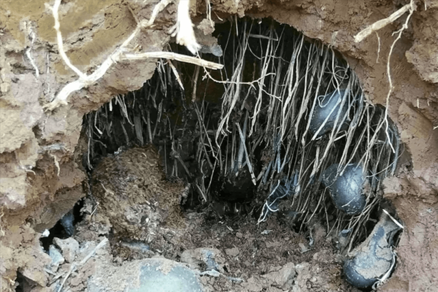 Nam nhin y het trung bach thao, 1kg co gia gan 700 trieu-Hinh-3