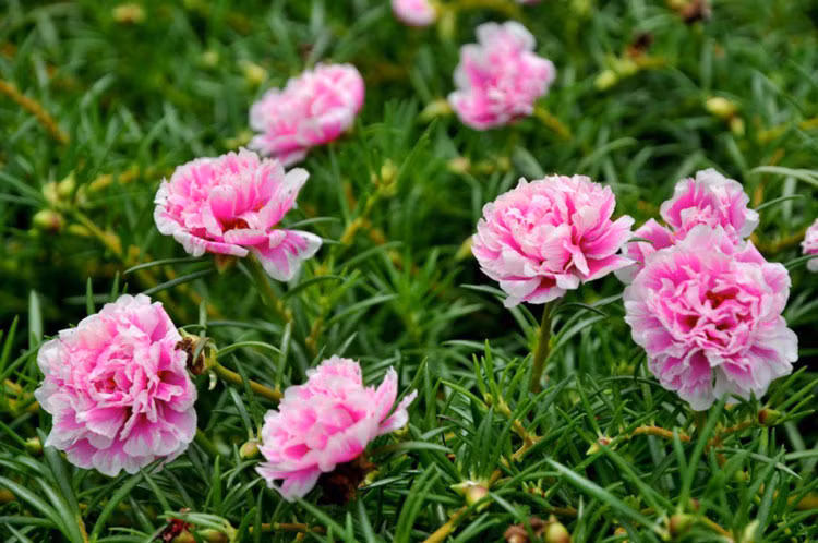 3 con giap la quy nhan cua chong, nang do cac con