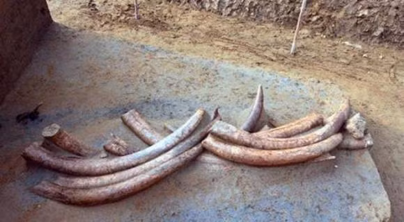 Cac chuyen gia dao duoc 