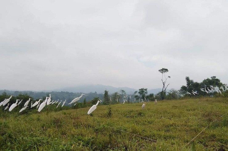 Thịt cò, vạc rao bán tràn lan trên mạng, giá chỉ từ 40 nghìn đồng/con - Hình 5 Thit co, vac rao ban tran lan tren mang, gia chi tu 40 nghin dong/con-Hinh-5