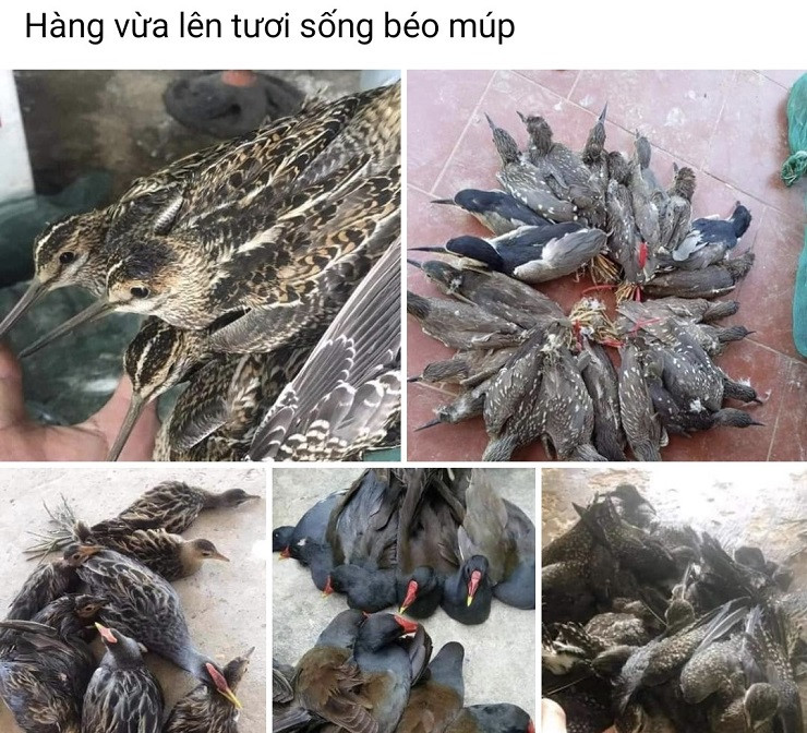 Thịt cò, vạc rao bán tràn lan trên mạng, giá chỉ từ 40 nghìn đồng/con - Hình 3 Thit co, vac rao ban tran lan tren mang, gia chi tu 40 nghin dong/con-Hinh-3