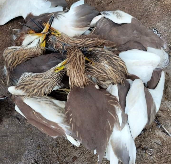 Thịt cò, vạc rao bán tràn lan trên mạng, giá chỉ từ 40 nghìn đồng/con - Hình 2 Thit co, vac rao ban tran lan tren mang, gia chi tu 40 nghin dong/con-Hinh-2