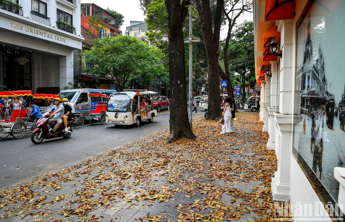 Ai đi qua đoạn phố này cũng đều phải nán lại để cảm nhậnmùa rụng lárất đặc trưng của Hà Nội.