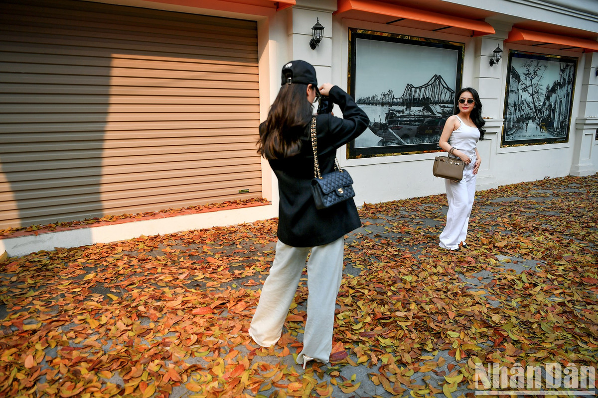 Địa điểm "con đường lá vàng" tại khu vực tòa soạn Báo Nhân Dân 71 Hàng Trống đang đặc biệt thu hút người dân đổ về chiêm ngưỡng và chụp ảnh lưu niệm.