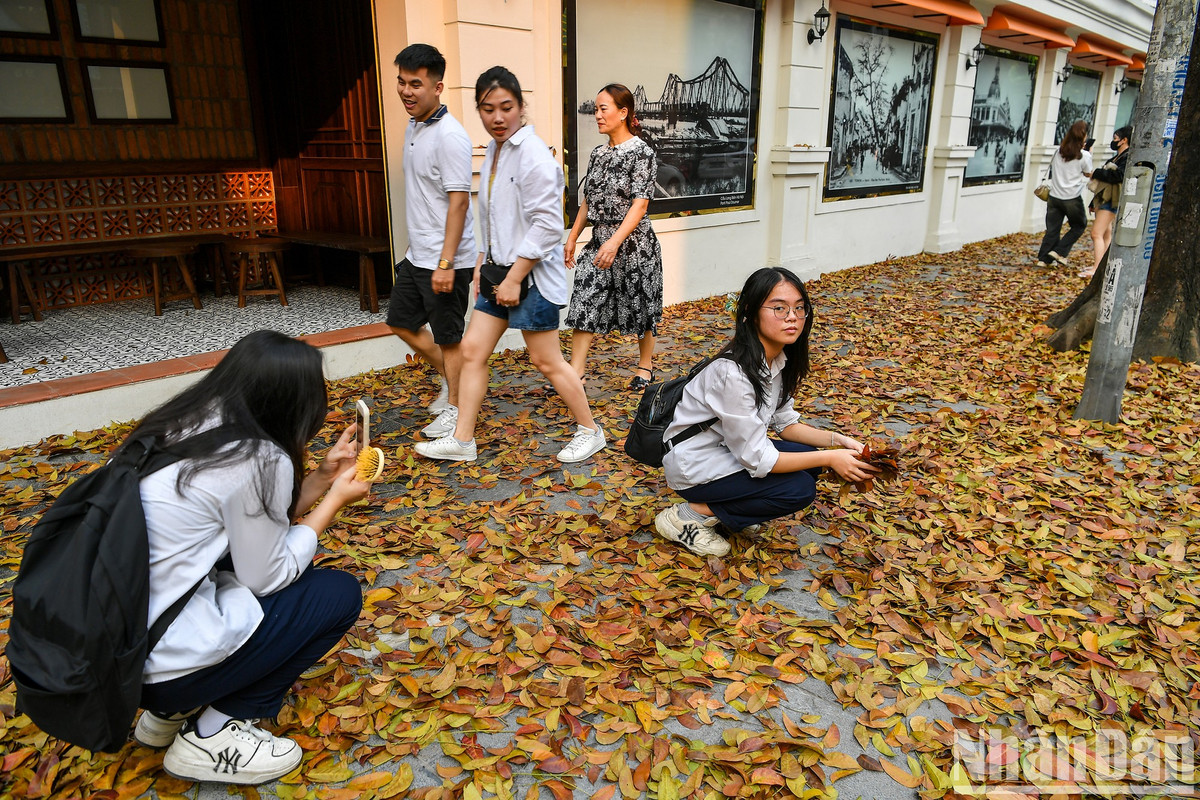 Em Hà, học sinh Trường THCS Hoàn Kiếm cho biết: "Chúng em xem đoạn video lá vàng rơi tuyệt đẹp trên phố Hàng Trống qua TikTok, tan học là phải đến đây ngay để quay video khoe các bạn trong lớp".
