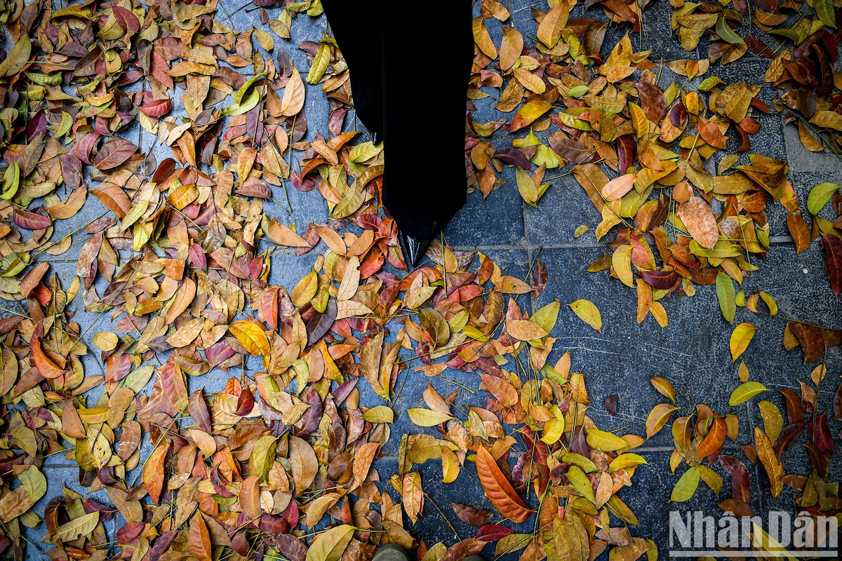 Hãy tưởng tượng bạn đang rảo bước trên con đường rực rỡ lá vàng này...