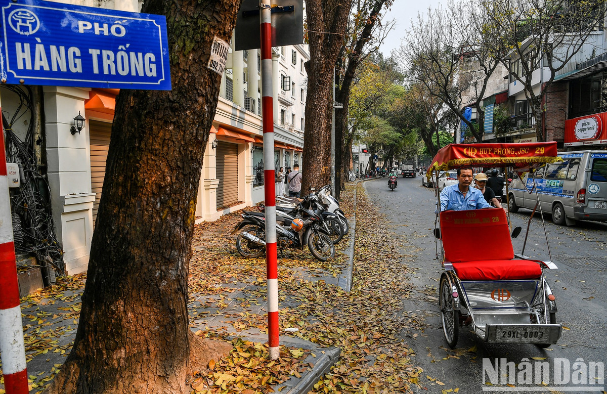 Tuyến phố Hàng Trống như được thay áo mới với thềm lá vàng rực rỡ.