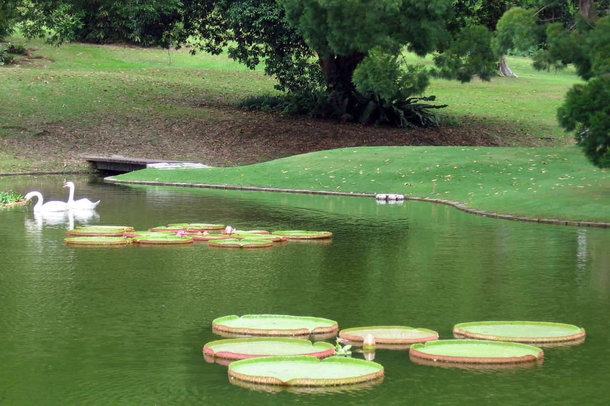Đây cũng được coi là một trong những công viên cổ xưa và đẹp nhất Singapore, với những hàng cây xanh mát, hồ nước có thiên nga nô đùa. Ảnh: Wikipedia.