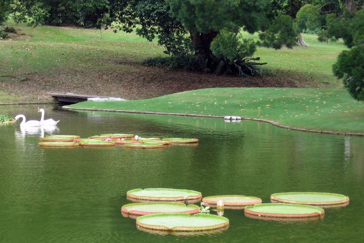 Đây cũng được coi là một trong những công viên cổ xưa và đẹp nhất Singapore, với những hàng cây xanh mát, hồ nước có thiên nga nô đùa. Ảnh: Wikipedia.