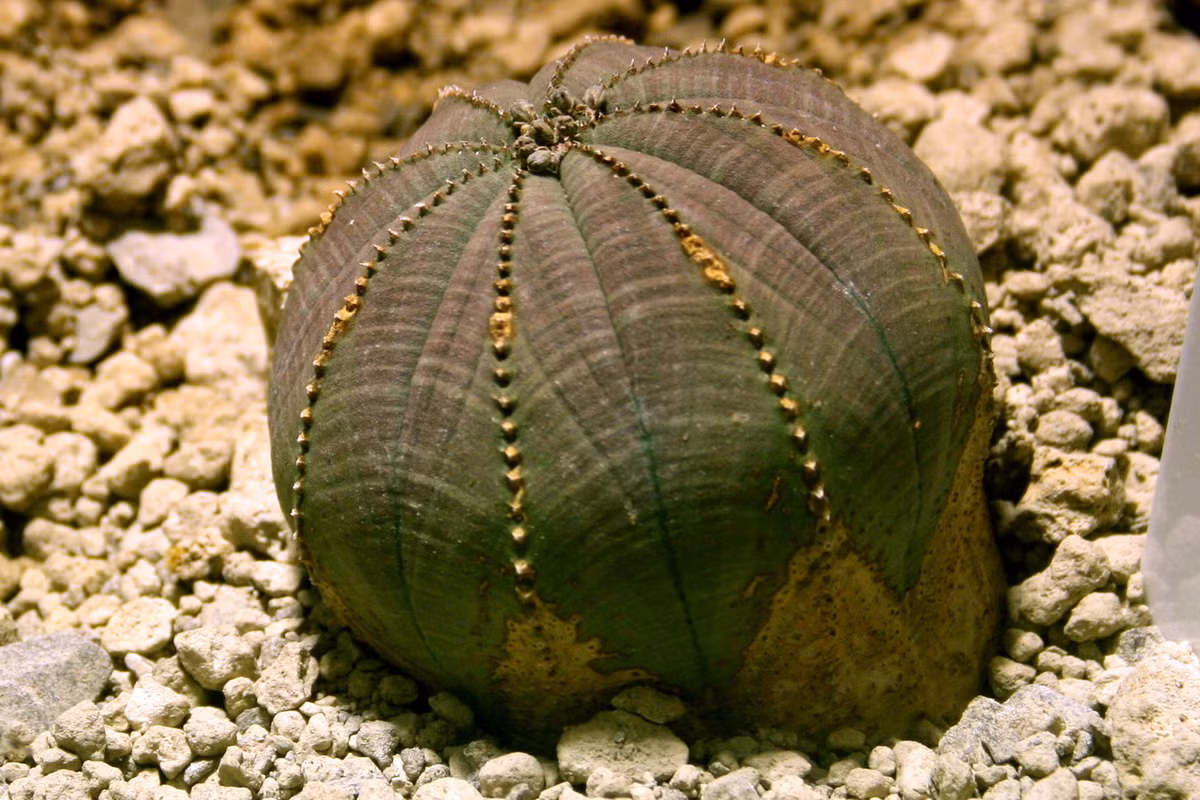 Có nguồn gốc từ Nam Phi, cây quả bóng (Euphorbia obesa) là một loài thực vật có hoa sở hữu vẻ ngoài hết sức kỳ lạ. Ảnh: Wikipedia.
