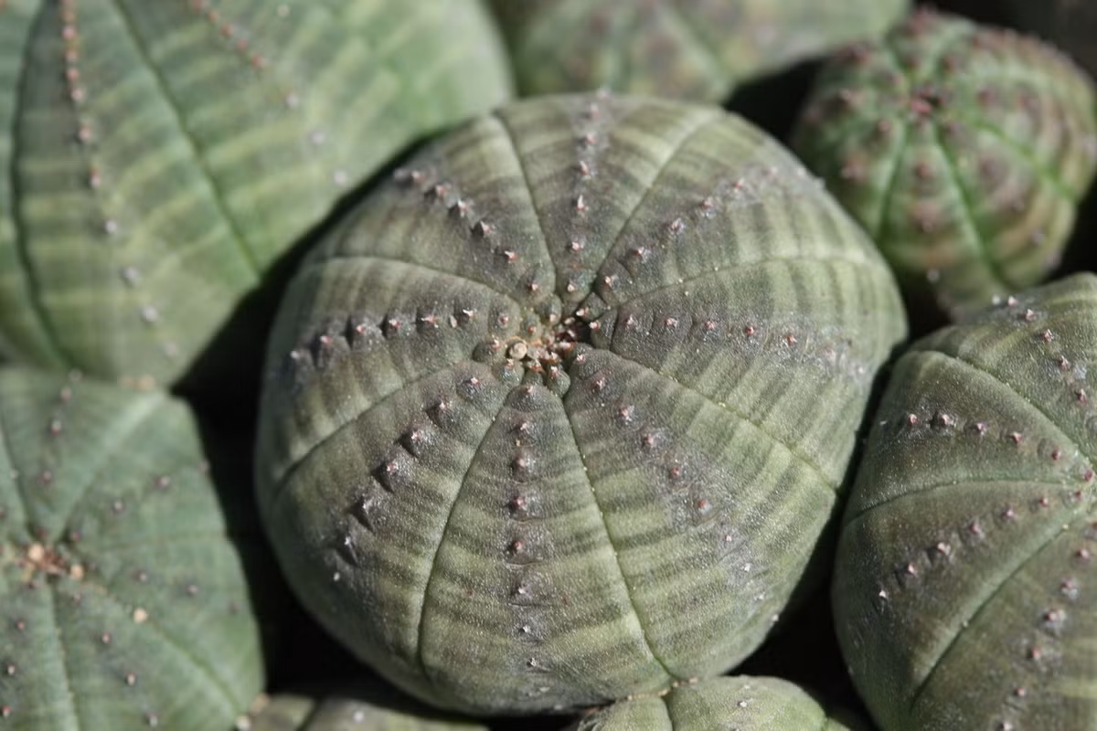 Do tốc độ tăng trưởng chậm cùng tình trạng khai thác của mức để phục vụ thị trường cây cảnh, cây quả bóng ngày càng trở nên hiếm gặp và có nguy cơ biến mất hoàn toàn ngoài tự nhiên. Ảnh: Aslander's Succulent Shop.