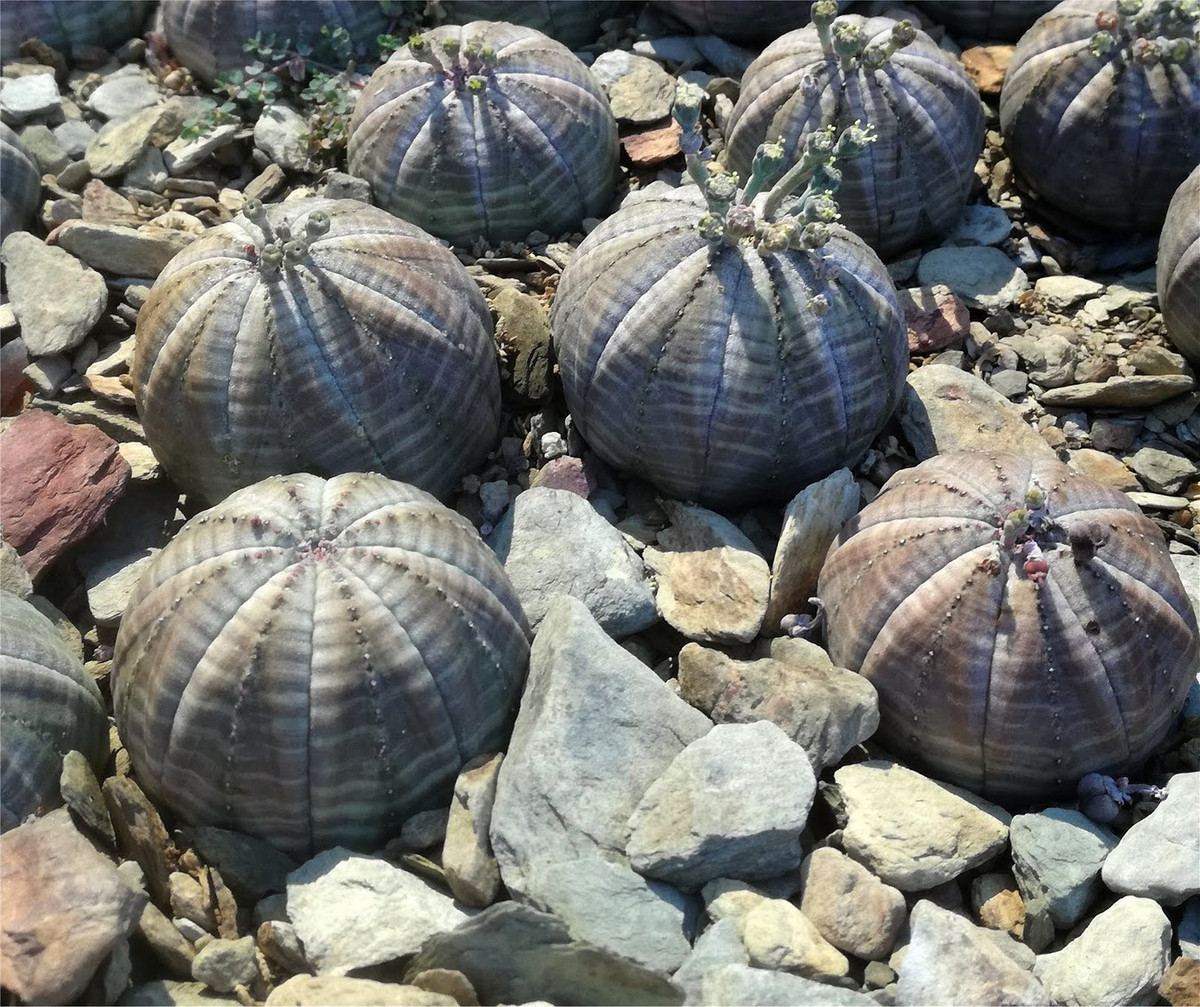 Phần thân phình to của cây quả bóng có vai trò như bể chứa nước, giúp cây tồn tại trong thời kỳ hạn hán kéo dài. Đây là đặc điểm tiến hóa để thích nghi với môi trường sống ở các vùng đất cằn cỗi, khô nóng. Ảnh: Desert Plants and Wild Flowers Images.