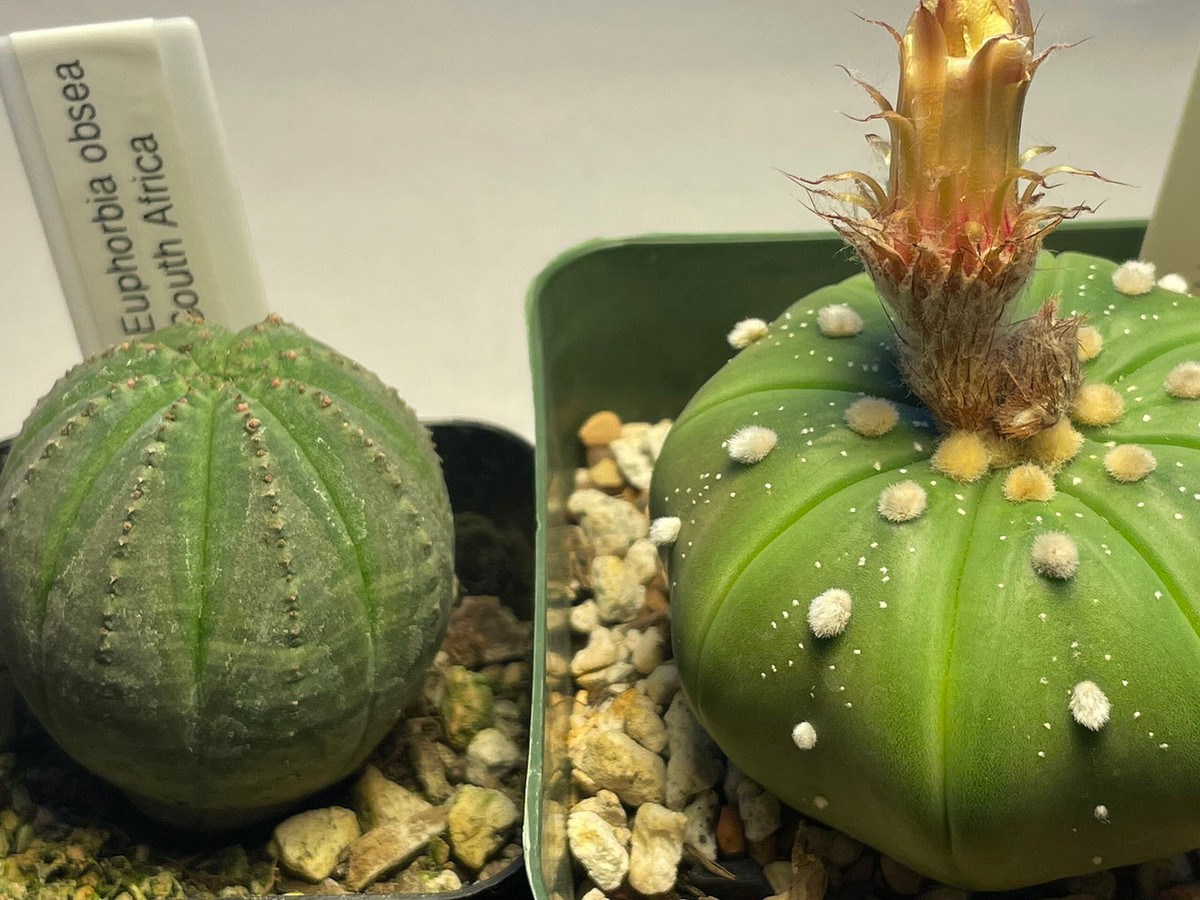 Sự tương đồng của hai loài cây không có liên hệ họ hàng gần này (cây quả bóng thuộc họ Đại kích / Euphorbiaceae, còn cây kia thuộc họ Xương rồng / Cactaceae) là một trường hợp điển hình của tiến hóa hội tụ. Ảnh: Wikipedia.