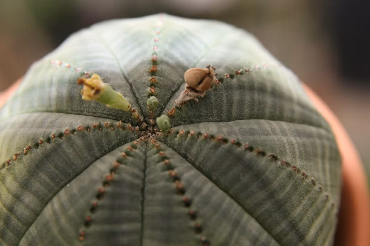 Dọc thân cây có 8 gờ nổi và 8 rãnh chìm xen kẽ nhau. Dọc theo gờ có các nốt, không có gai. Ảnh: Wikipedia.