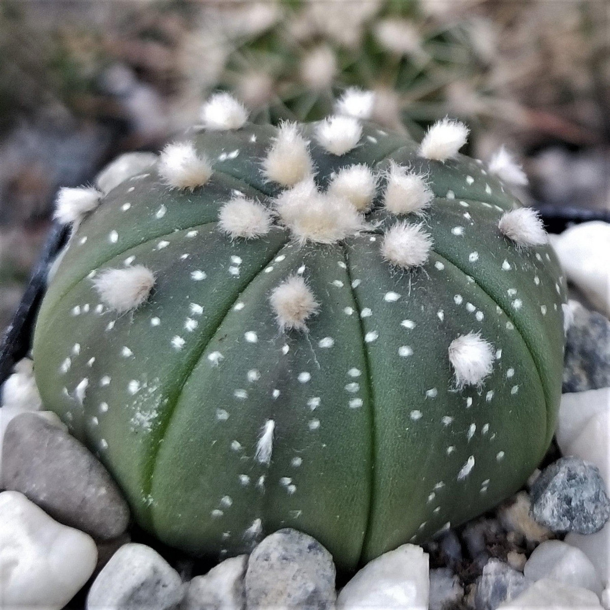 Cây quả bóng Euphorbia obesa thường được so sánh với xương rồng Astrophytum asterias, một loài cây đến từ Mexico, có vẻ ngoài rất giống và sống trong môi trường khắc nghiệt tương tự. Ảnh: Planet Desert.