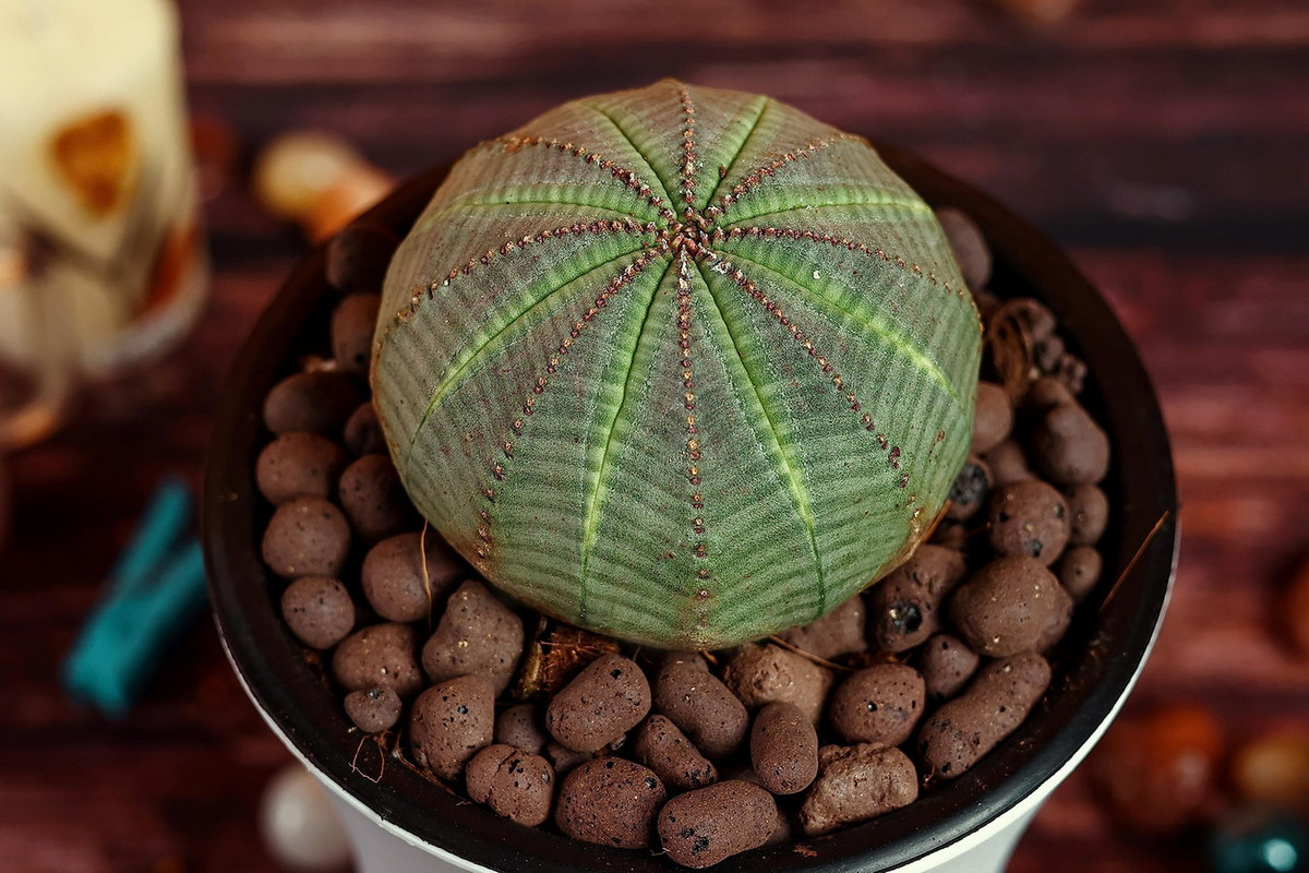 Đúng như tên gọi, loài cây này trông rất giống quả bóng, với phần thân phình to mọng nước. Đường kính của cây dao động từ 6-15 cm tùy thuộc vào độ tuổi và điều kiện sống. Ảnh: Amazon.in.