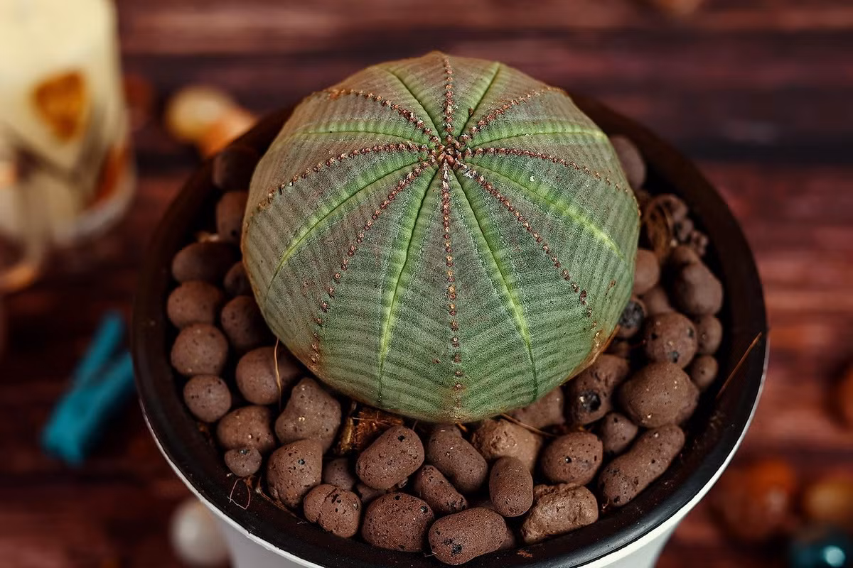 Đúng như tên gọi, loài cây này trông rất giống quả bóng, với phần thân phình to mọng nước. Đường kính của cây dao động từ 6-15 cm tùy thuộc vào độ tuổi và điều kiện sống. Ảnh: Amazon.in.