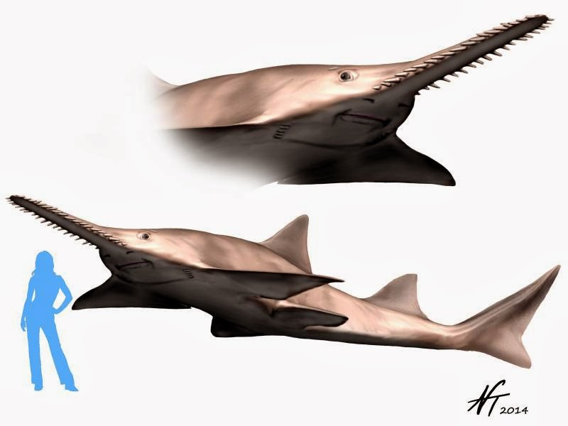 Hình ảnh phục dựng loài cá đao Onchopristis. Ảnh: Spinops.