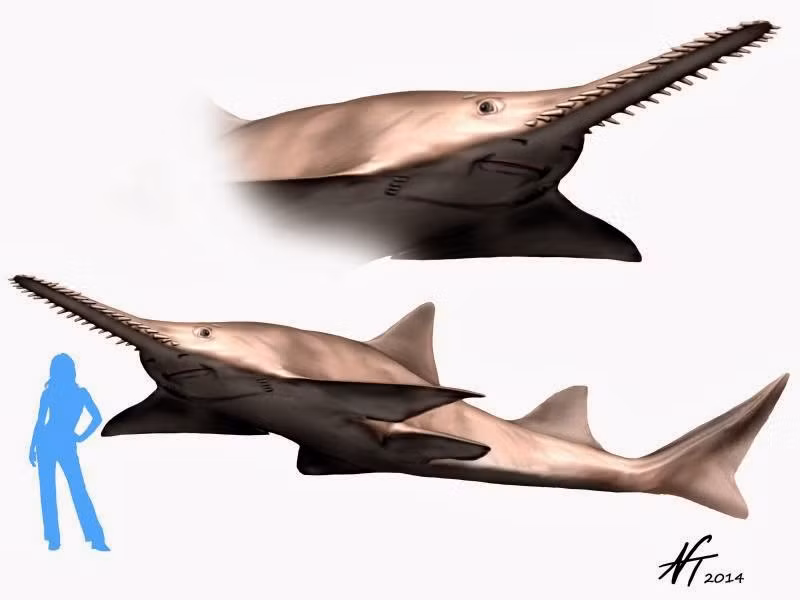 Hình ảnh phục dựng loài cá đao Onchopristis. Ảnh: Spinops.