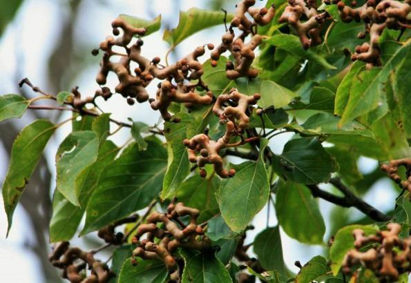 Loài cây này xuất hiện nhiều ở các tỉnh miền núi Đông Bắc Bộ nước ta và mới chỉ được phát hiện từ năm 1955. Trong khi đó, từ hàng nghìn năm nay, nhiều quốc gia châu Á như Nhật Bản, Hàn Quốc, Trung Quốc đã biết đến loại quả này cũng như lợi ích tuyệt vời của nó.