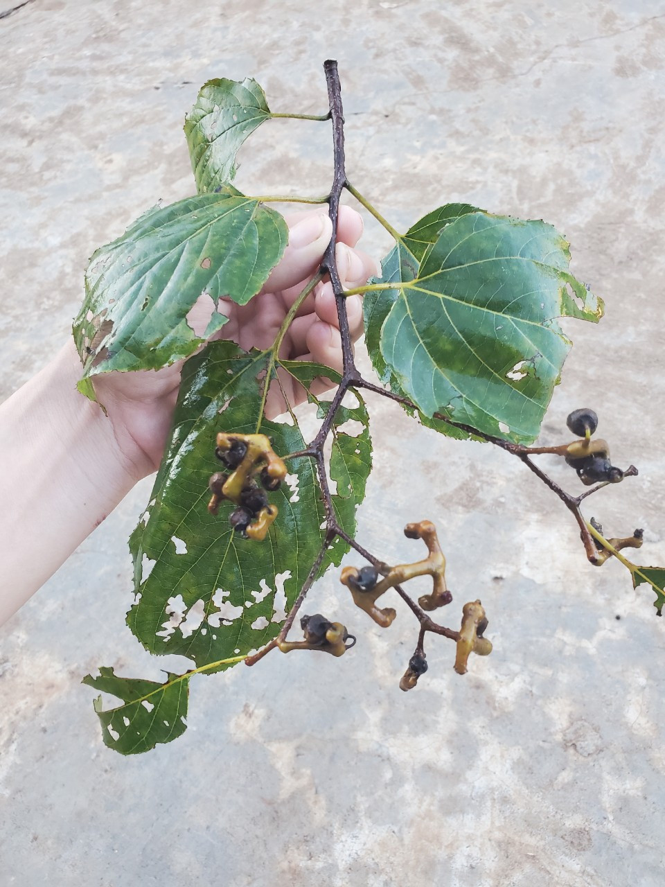 Tại Trung Quốc, khúng khéng thường được bán theo dạng sấy khô (giá khoảng 30 NDT/kg, tương đương 98.000đ/kg). Dạng nghiền thành bột mịn có giá cao hơn, khoảng 60 NDT (196.600đ)/kg.