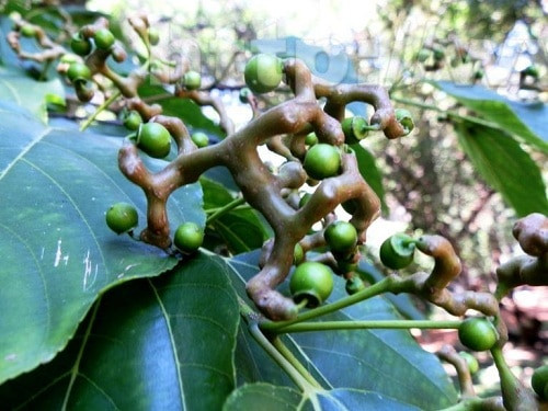 Bên cạnh giá trị dinh dưỡng, khúng khéng còn sở hữu giá trị dược liệu cao. Theo y học cổ truyền, dược liệu này có chứa các thành phần được chứng minh là có tác dụng bảo vệ gan, chống oxy hóa.