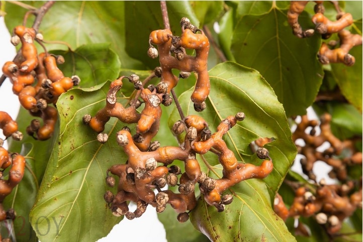 Nhắc đến cái tên “ khúng khéng”, dám chắc rằng hiếm người biết được đây là thứ gì mà nghe lạ thế. Thậm chí khi nhìn ảnh “khúng khéng”, hẳn bạn cũng không đoán được đây là gì.