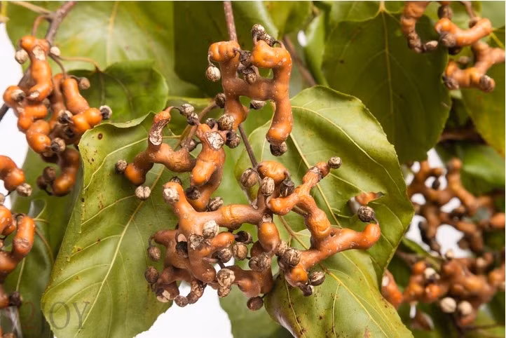 Nhắc đến cái tên “ khúng khéng”, dám chắc rằng hiếm người biết được đây là thứ gì mà nghe lạ thế. Thậm chí khi nhìn ảnh “khúng khéng”, hẳn bạn cũng không đoán được đây là gì.