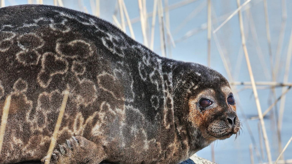 Hải cẩu khoanh tròn (Pusa hispida) dài 1-1,7 mét, cư trú ở các thềm băng Bắc Cực. Con non được sinh ra dưới mặt băng để bảo vệ chúng khỏi các loài động vật săn mồi. Ảnh: Yle.