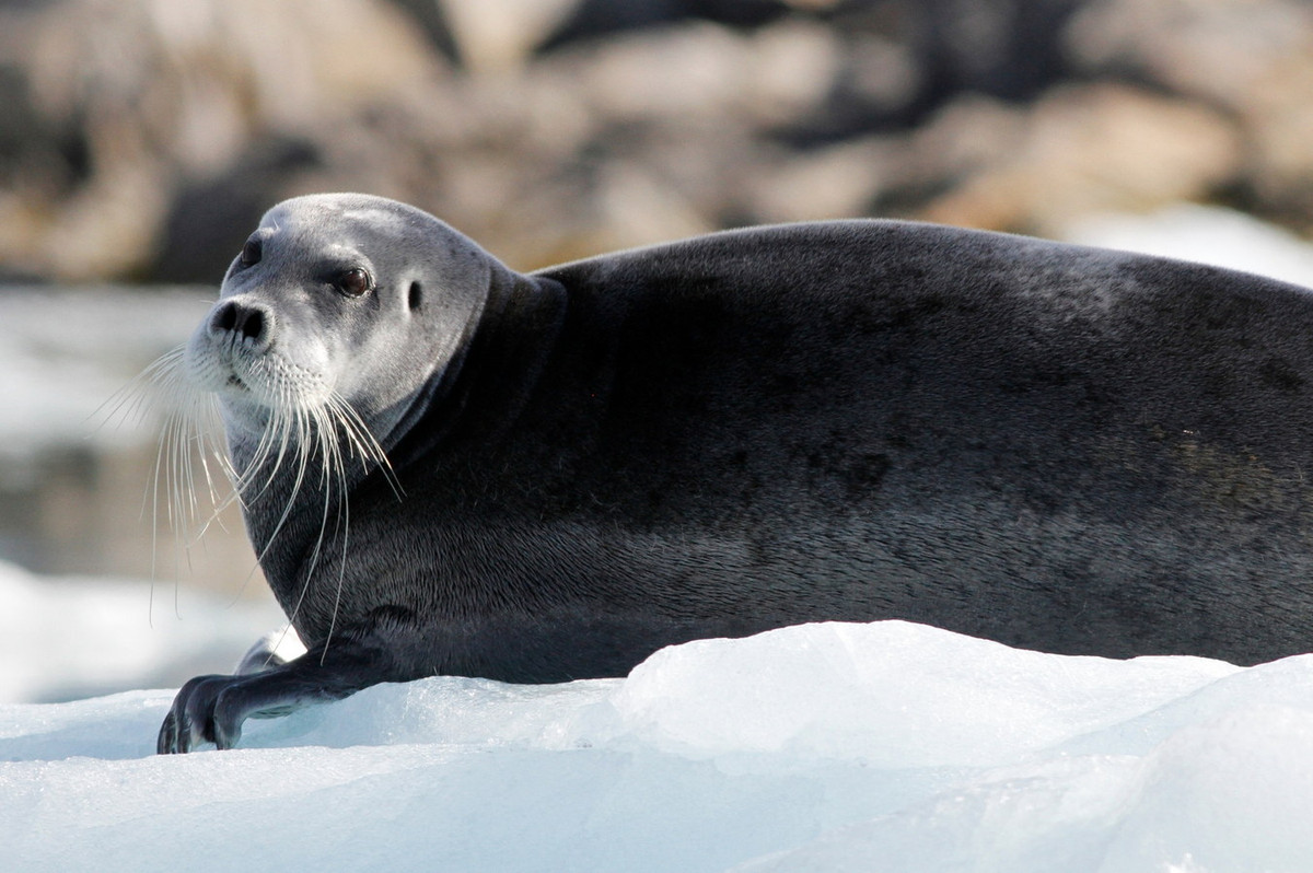 Hải cẩu râu (Erignathus barbatus) dài 2-2,6 mét, phân bố ở Bắc Cực. Loài hải cẩu lớn này ăn cá và động vật không xương sống ở tầng đáy. Nó xác định con mồi một phần bằng những sợi râu cứng và dài - có vai trò như cơ quan xúc giác. Ảnh: iNaturalist.