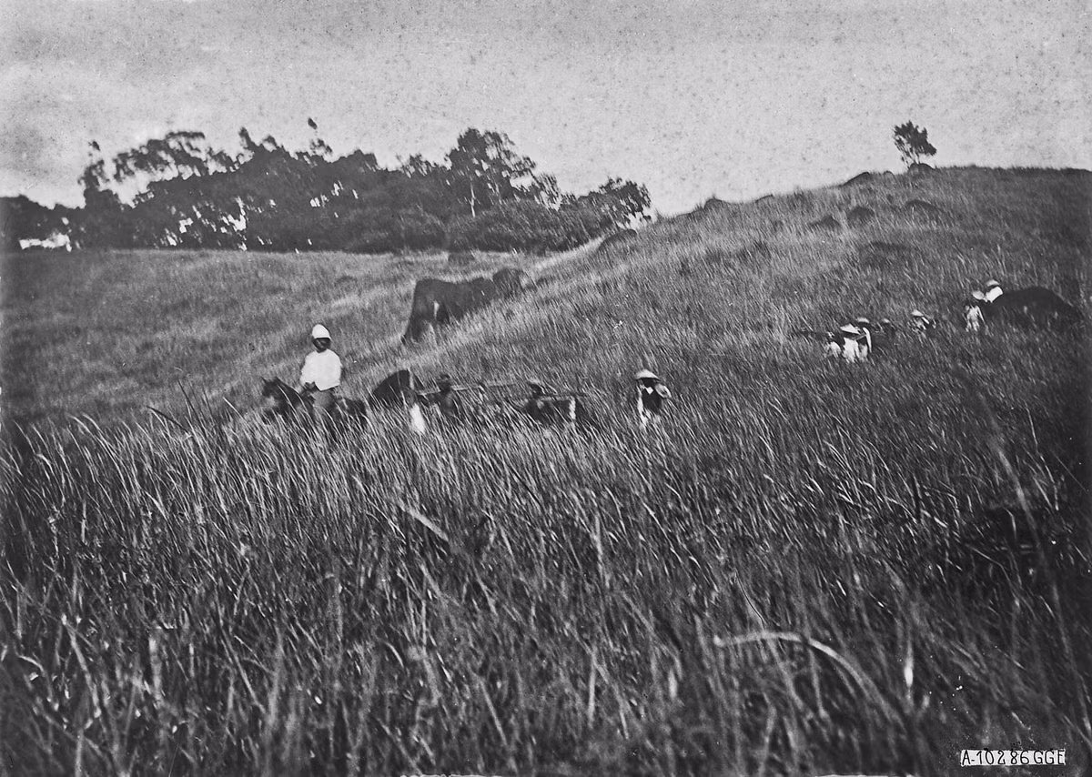 Hinh doc ve nhung chuyen di san o Viet Nam tram nam truoc