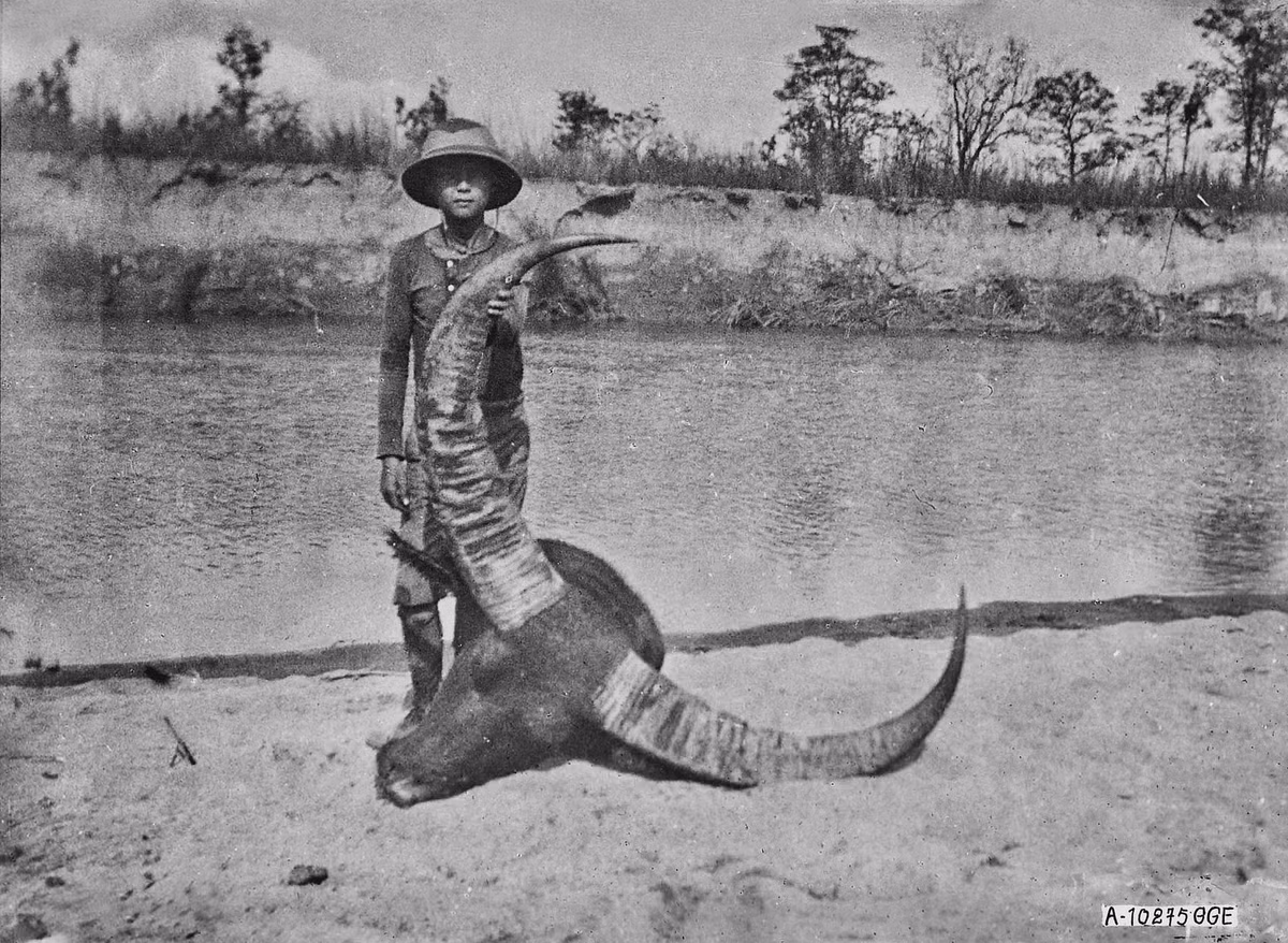 Cậu bé Pháp đứng bên chiếc đầu trâu có cặp sừng rất lớn.