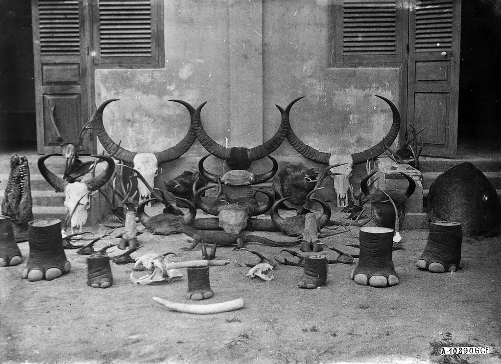 Bộ sưu tập chiến lợi phẩm của một thợ săn người Pháp.