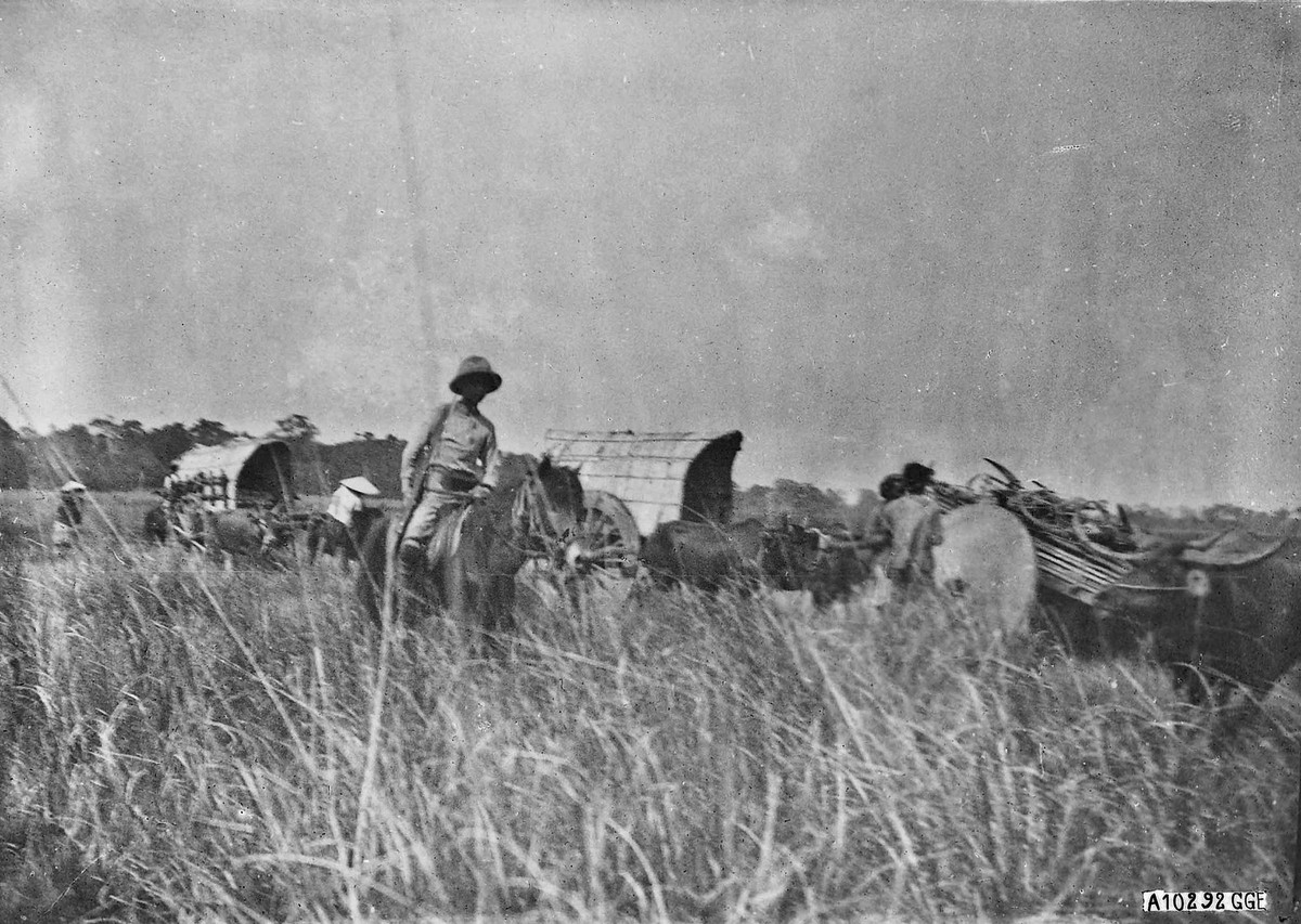 Xe bò kéo được dùng để chở lương thực thực phẩm, vũ khí, dụng cụ và các con vật săn được.