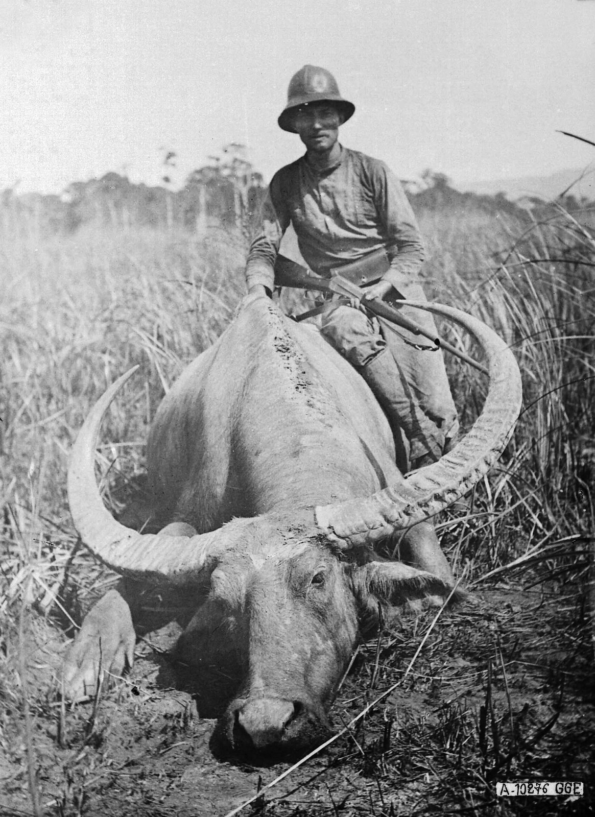 Một thợ săn người Pháp cầm súng chụp hình kỷ niệm với con trâu rừng mà người này bắn hạ.