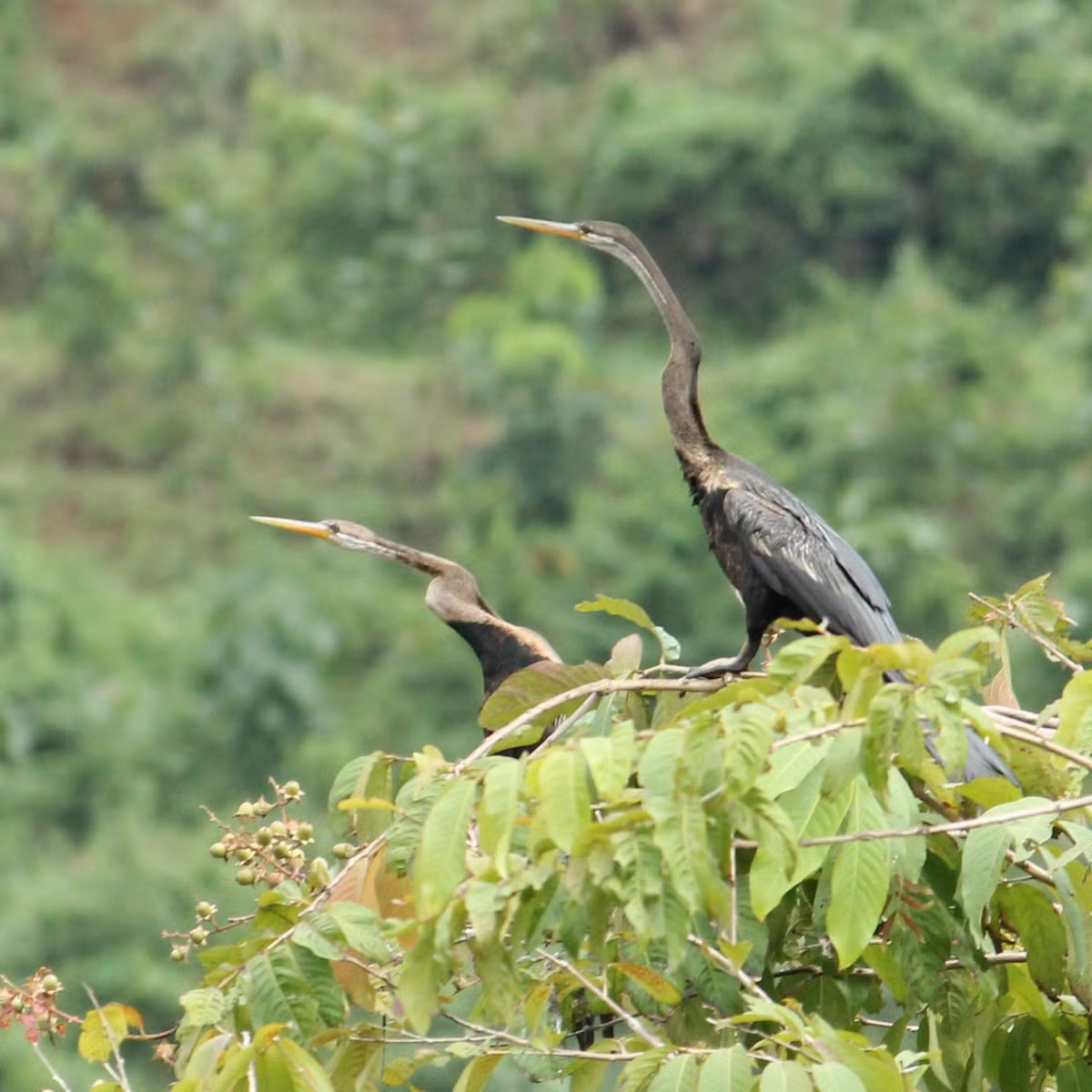 Mùa sinh sản hàng năm của chim cổ rắn kèo dài từ tháng 5-8. Thời gian làm tổ từ 14-17 ngày. Đẻ 3-4 trứng, số ngày ấp trứng từ 25-27 ngày. Chúng thường sống thành từng đôi ngay cả ngoài mùa sinh sản.
