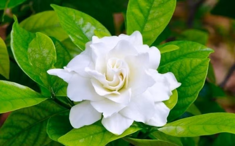  5. Cây cảnh: Nhài: Hoa nhài luôn được đa số người chơi cây cảnh yêu thích. Cây cảnh này có lá xanh mướt đáng yêu, hoa trắng muối, tươi mát dễ chịu, khoe sắc trắng không tì vết. 