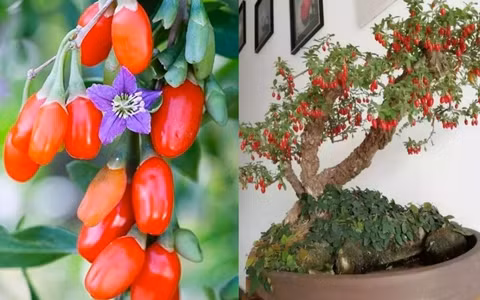 Loại quả này rất giàu vitamin C, carotene và các chất dinh dưỡng khác, đồng thời có tác dụng chống oxy hóa và chống lão hóa. Ngoài ra, kỷ tử còn có tác dụng bổ thận, cải thiện thị lực, bồi bổ cơ thể. Người xưa cho rằng, trồng vài chậu kỷ tử trong nhà để cải thiện phong thủy gia đình, khi cần có thể mang nấu ăn, pha trà, giúp cơ thể khỏe mạnh hơn. 