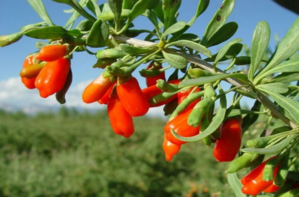 Quả của nó rất bổ dưỡng, có thể pha trà, nấu canh, hầm thịt nên bạn có thể thuận tiện trồng vài cây trong nhà, lúc thích tự hái mang vào pha trà, nấu canh sẽ rất tuyệt.