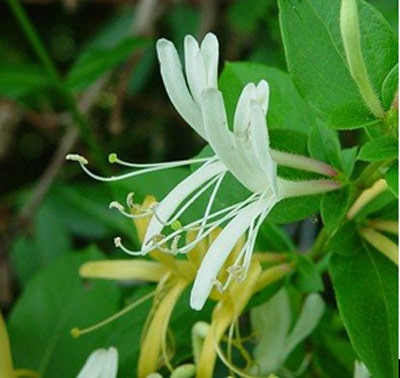 Loài hoa này thậm chí có thể tỏa ra một làn hương thơm sảng khoái và mang lại tâm trạng dễ chịu cho con người. Kim ngân hoa có tác dụng thanh nhiệt, giải độc, kháng virus, có tác dụng giảm nhẹ cảm lạnh, viêm họng và các triệu chứng khác.