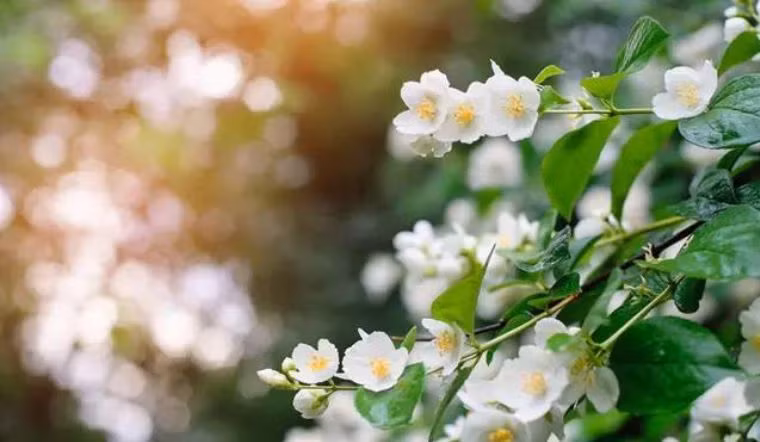 Khi uống thường xuyên, dưỡng chất trong trà hoa nhài có tác dụng làm giảm sự tích tụ cholesterol và chất béo không lành mạnh, từ đó ngăn ngừa bệnh lý tim mạch. Tác dụng này thấy rõ ở những người cao tuổi có thói quen uống trà nhài mỗi ngày có sức khỏe tim mạch tốt hơn.