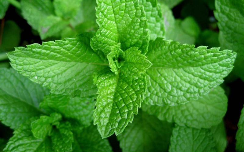  Lá bạc hà có chứa tinh dầu bạc hà có tác dụng thanh nhiệt, giải nhiệt, sảng khoái tinh thần. Bạc hà còn có thể dùng làm trà, có tác dụng thanh nhiệt, giải khát. Người xưa khuyên trồng vài chậu bạc hà trong nhà, bạn chỉ có lợi không hại. 