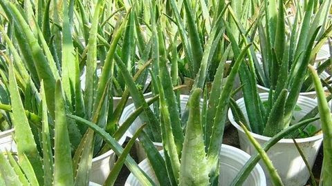  Nha đam được sử dụng rộng rãi trong cuộc sống của chúng ta, trong đó có nhiều loại thậm chí có thể ăn được như thịt bò xào nha đam, nha đam xào trứng, thạch nha đam, chè nha đam...