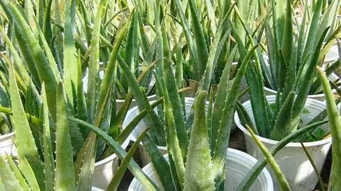  Nha đam được sử dụng rộng rãi trong cuộc sống của chúng ta, trong đó có nhiều loại thậm chí có thể ăn được như thịt bò xào nha đam, nha đam xào trứng, thạch nha đam, chè nha đam...