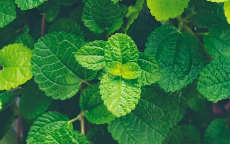 Bạc hà có thể tỏa ra mùi thơm mát mẻ và dễ chịu. Mùi này có tác dụng khử trùng và xua đuổi mùi khó ngửi khác trong không khí. Mùi thơm của bạc hà cũng làm làm giảm mệt mỏi, giúp sảng khoái tinh thần và khiến mọi người cảm thấy vui vẻ, tỉnh táo hơn. 