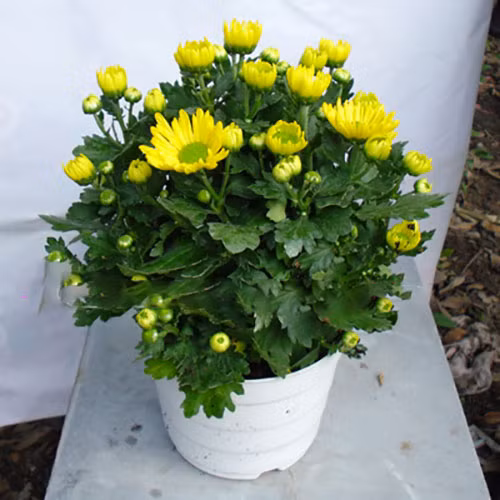  Trong phong thủy, hoa cúc là biểu tượng của sự sống, tăng thêm phúc lộc, chào đón may mắn đến nhà. Hoa cúc vàng rất được ưa chuộng đặt trước nhà vào dịp tết đến, Xuân về.